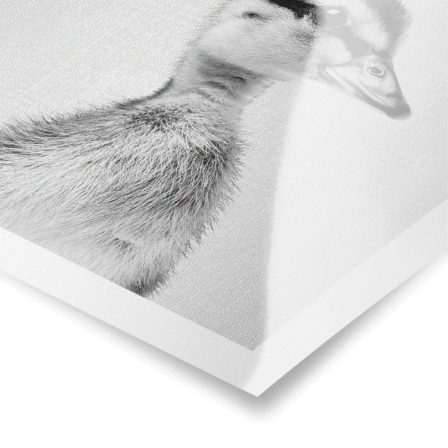 Poster kaufen Baby Ente Eddie Schwarz Weiß