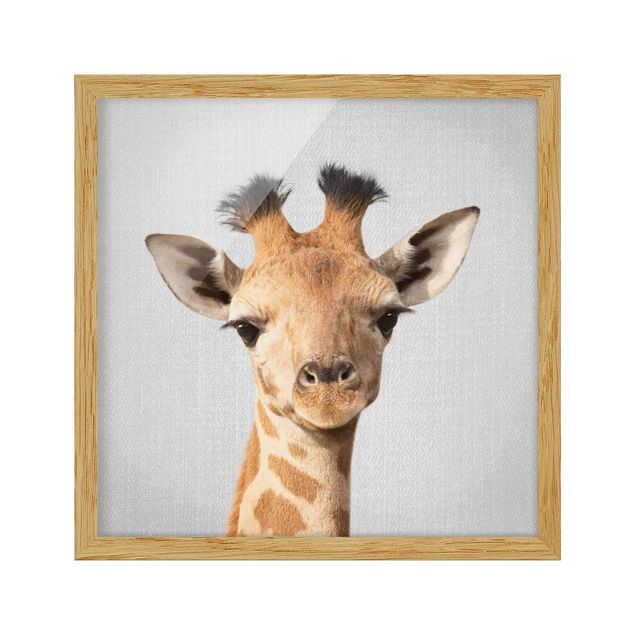 Bild mit Rahmen - Baby Giraffe Gandalf - Quadrat - 1:1