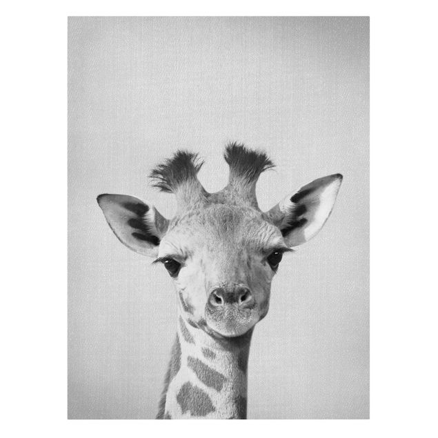Tierbilder auf Leinwand Baby Giraffe Gandalf Schwarz Weiß