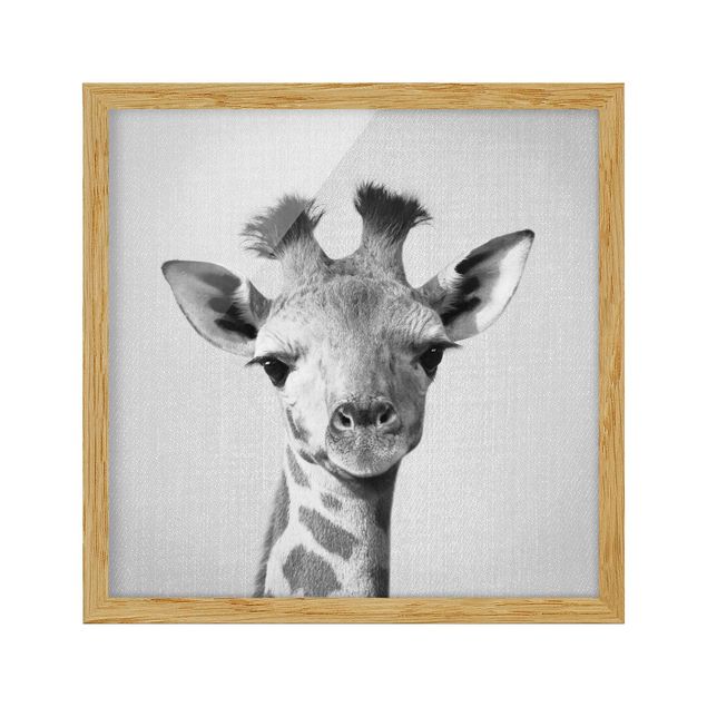 Bild mit Rahmen - Baby Giraffe Gandalf Schwarz Weiß - Quadrat - 1:1