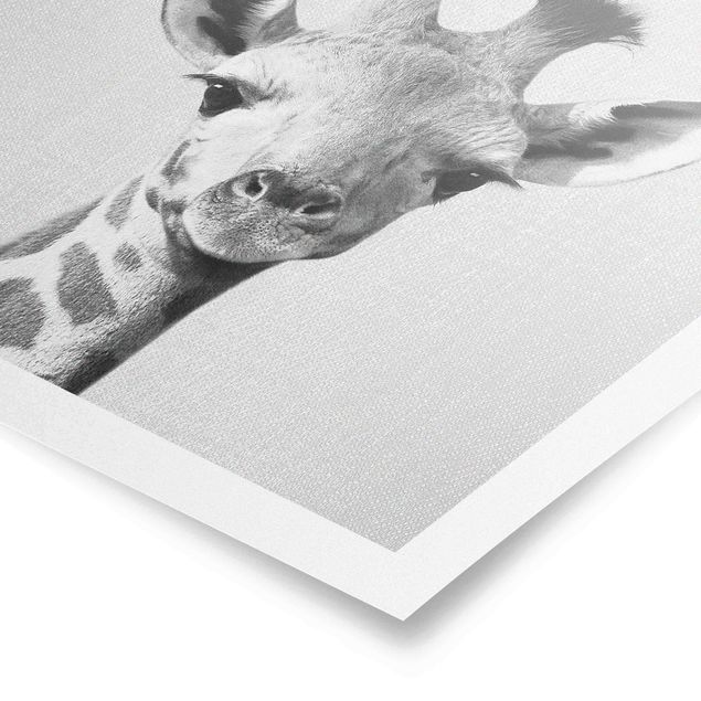 Schöne Wandbilder Baby Giraffe Gandalf Schwarz Weiß
