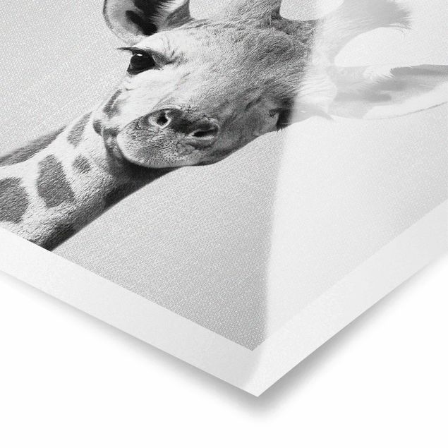 Poster bestellen Baby Giraffe Gandalf Schwarz Weiß