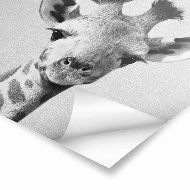 Poster - Baby Giraffe Gandalf Schwarz Weiß - Quadrat 1:1