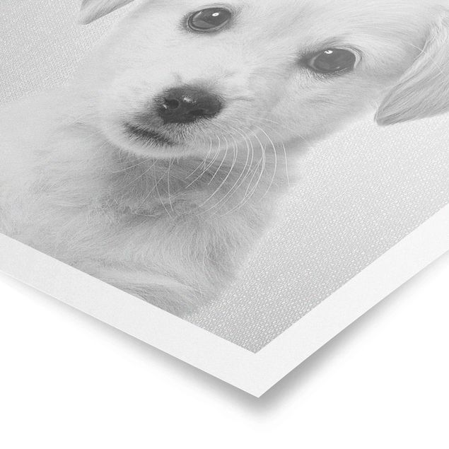 Bilder für die Wand Baby Golden Retriever Gizmo Schwarz Weiß