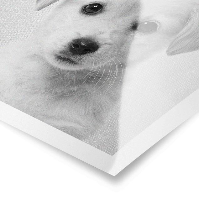 Poster kaufen Baby Golden Retriever Gizmo Schwarz Weiß