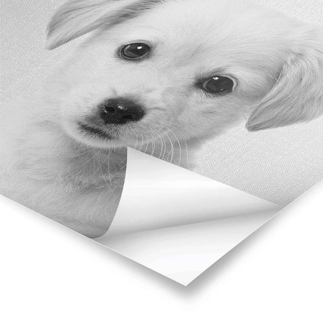 Poster - Baby Golden Retriever Gizmo Schwarz Weiß - Quadrat 1:1