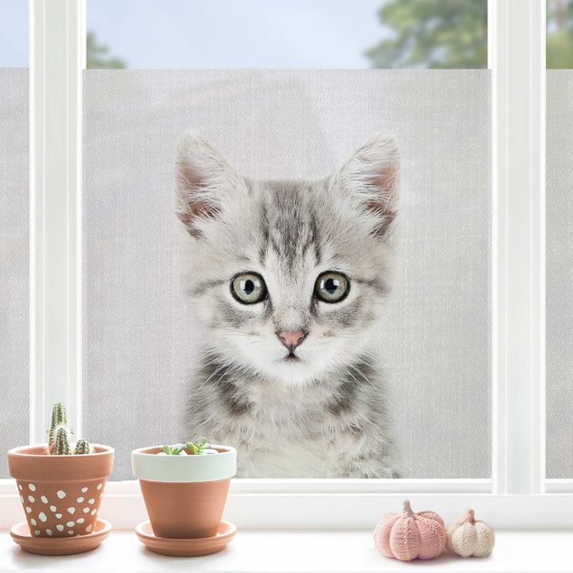 Fensterbilder Tiere Baby Katze Killi