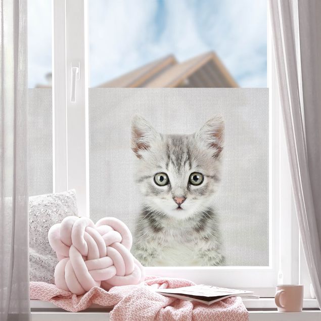 Fensterfolie Wohnzimmer Baby Katze Killi