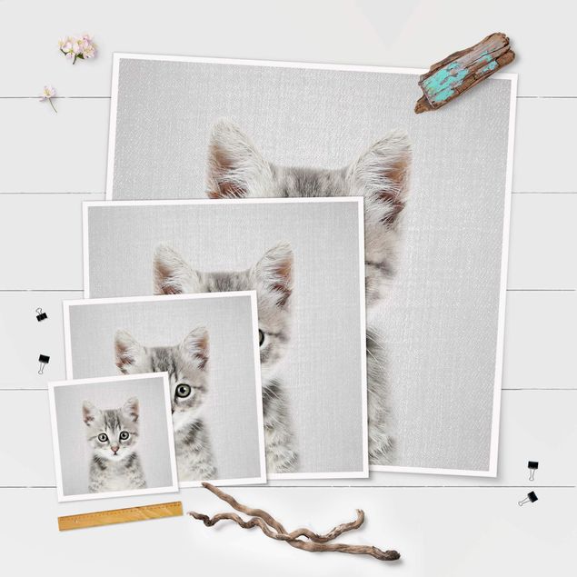 Poster - Baby Katze Killi - Quadrat 1:1