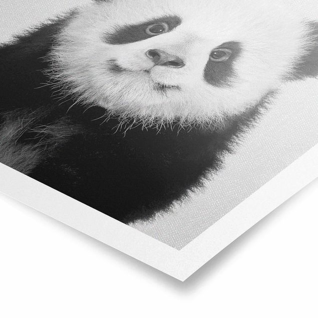 Bilder für die Wand Baby Panda Prian Schwarz Weiß