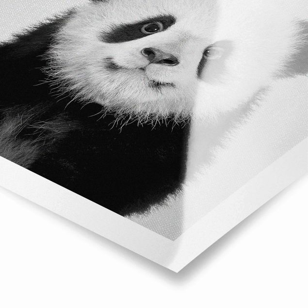 Poster kaufen Baby Panda Prian Schwarz Weiß