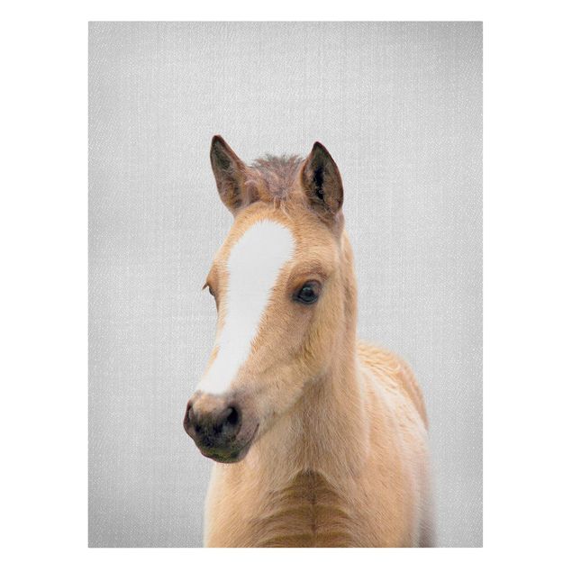 Tierbilder auf Leinwand Baby Pferd Philipp