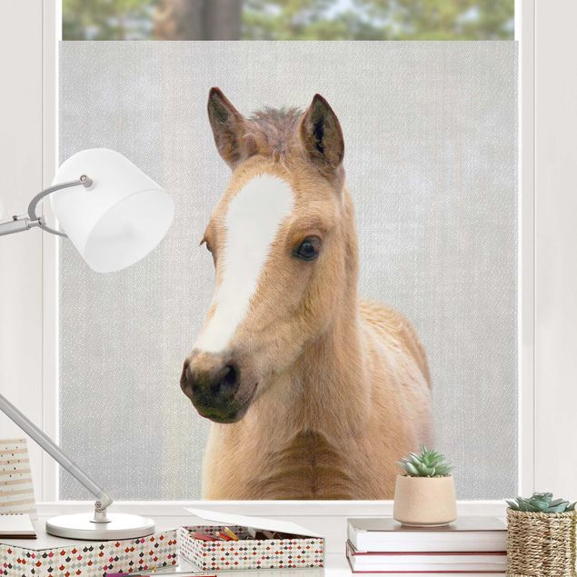 Fensterfolie Farbig Baby Pferd Philipp