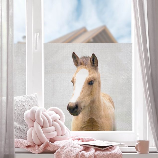 Fensterfolie Wohnzimmer Baby Pferd Philipp