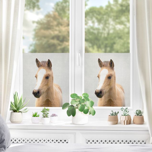 XXL Fensterbilder Baby Pferd Philipp