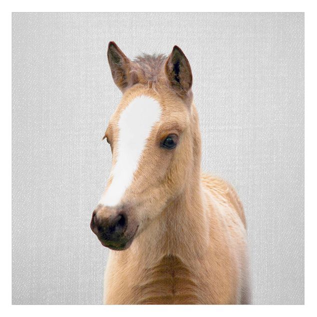Fensterbilder Baby Pferd Philipp