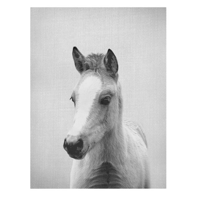 Leinwandbilder Tier Baby Pferd Philipp Schwarz Weiß