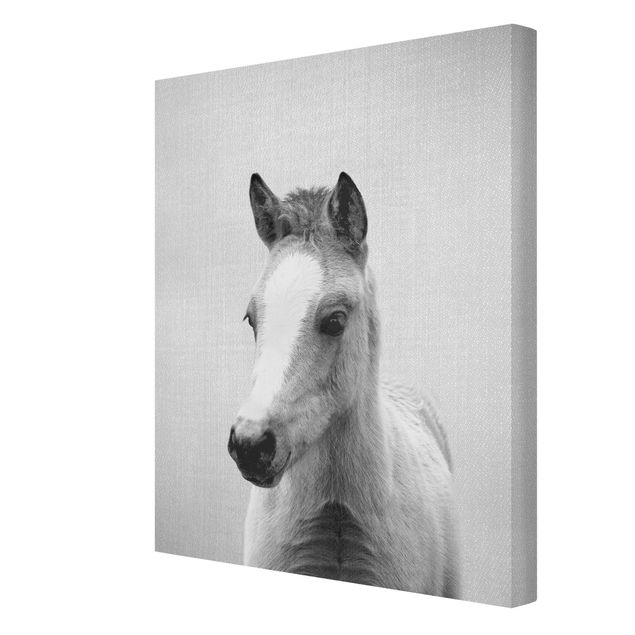 Leinwandbilder Wohnzimmer modern Baby Pferd Philipp Schwarz Weiß