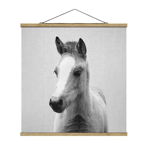 Tiere Poster Baby Pferd Philipp Schwarz Weiß