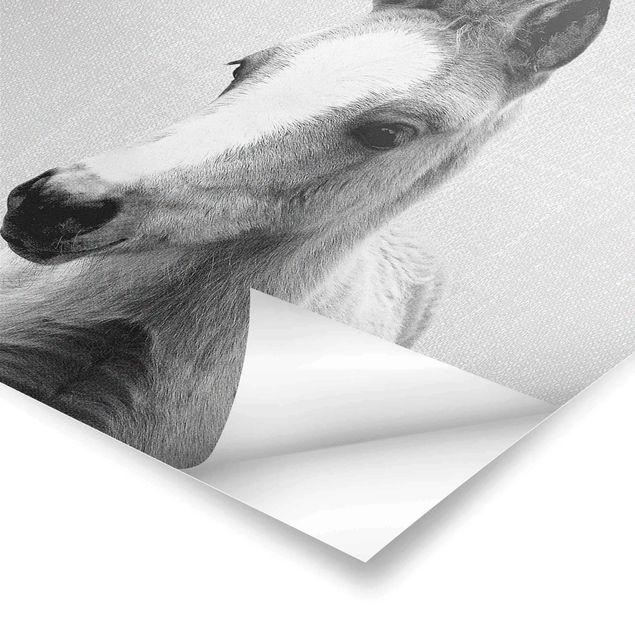 Poster - Baby Pferd Philipp Schwarz Weiß - Quadrat 1:1