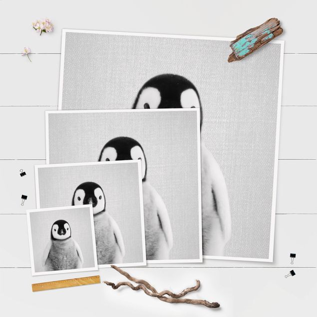 Poster - Baby Pinguin Pepe Schwarz Weiß - Quadrat 1:1