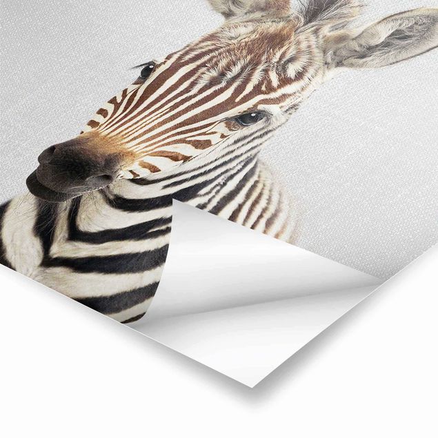 Poster - Baby Zebra Zoey - Quadrat 1:1