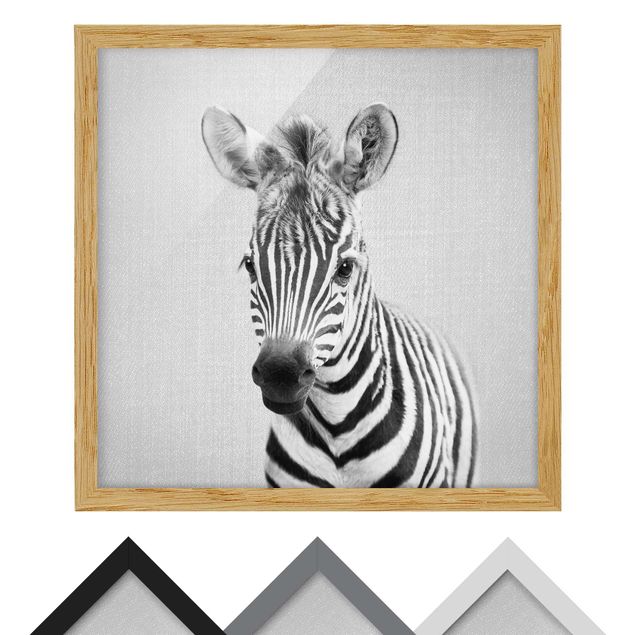 Bild mit Rahmen - Baby Zebra Zoey Schwarz Weiß - Quadrat - 1:1