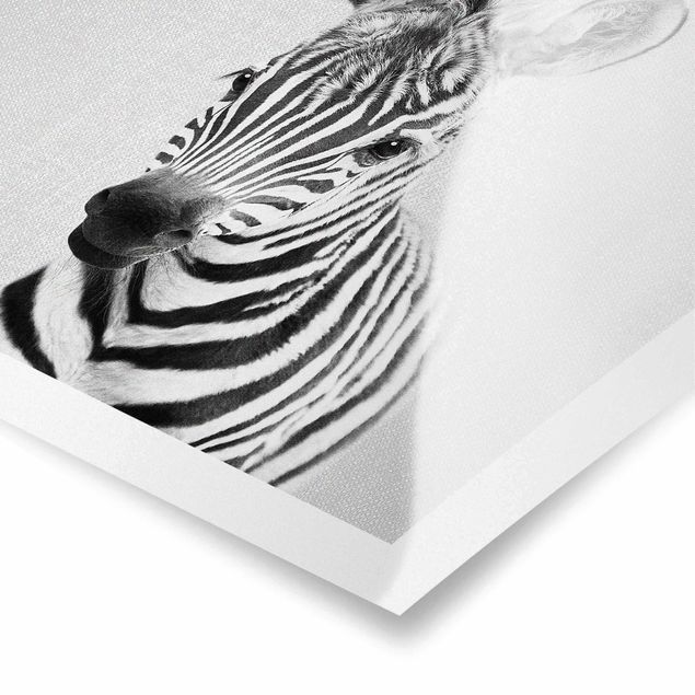 Poster kaufen Baby Zebra Zoey Schwarz Weiß