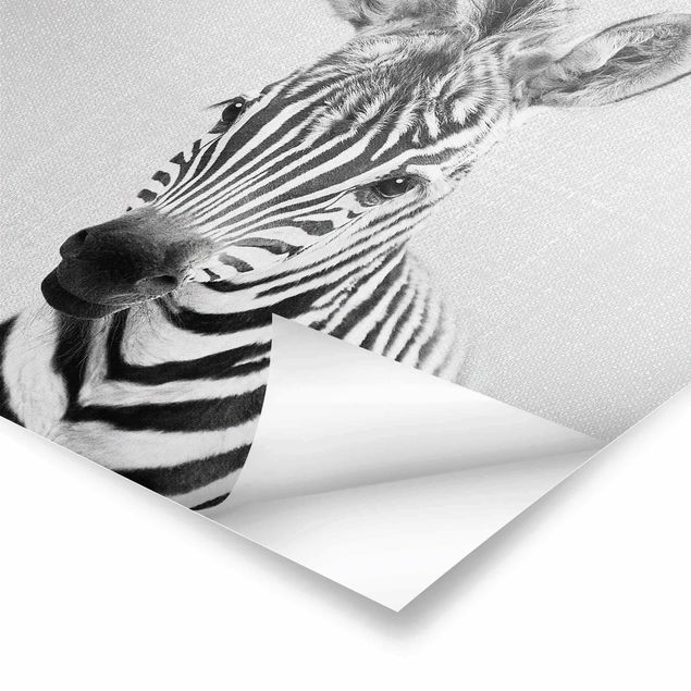Poster - Baby Zebra Zoey Schwarz Weiß - Quadrat 1:1