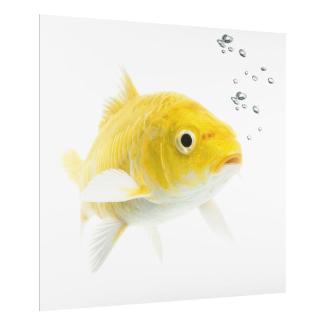 Glas Spritzschutz - Goldfisch Gelb - Quadrat - 1:1