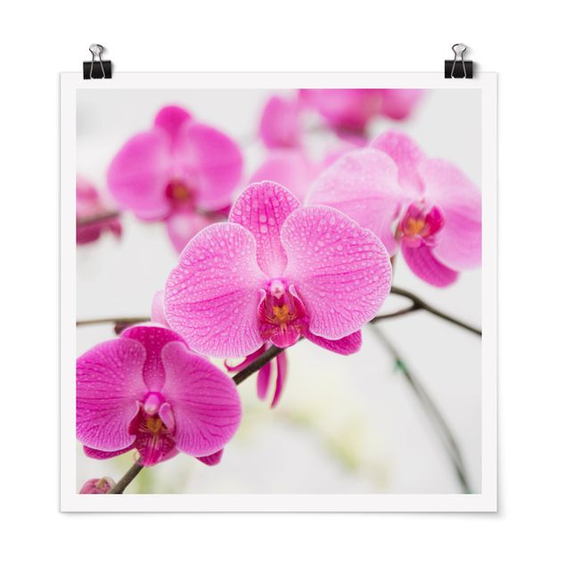 Poster - Nahaufnahme Orchidee - Quadrat 1:1