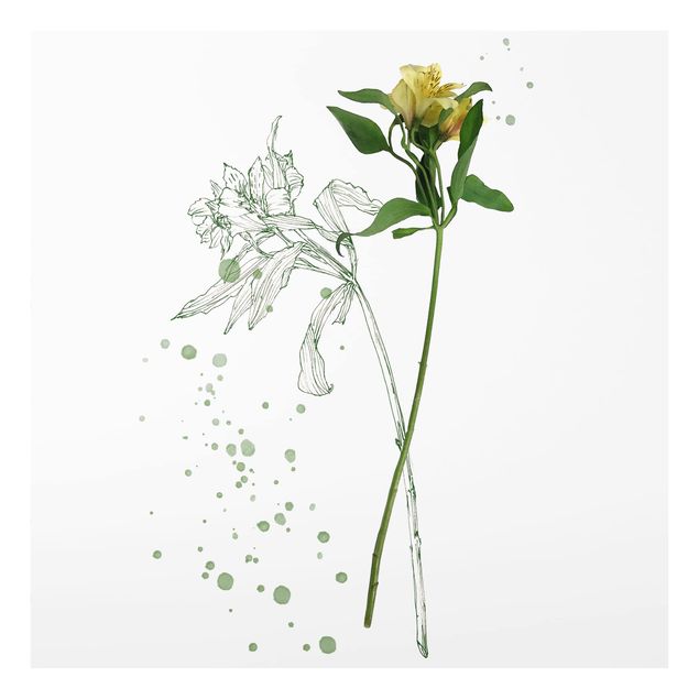 Spritzschutz Botanisches Aquarell - Lilie