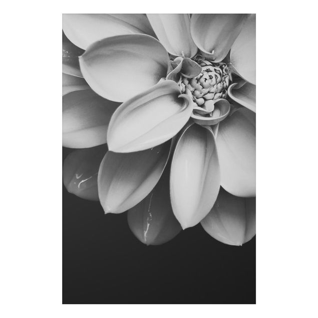 Foto auf Alu Dibond Im Herzen einer Dahlie Schwarz-Weiß
