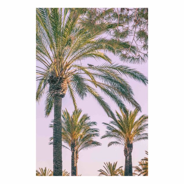 Schöne Wandbilder Palmen im Sonnenuntergang