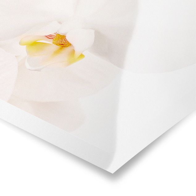 Poster - Delicate Orchids - Panorama Querformat