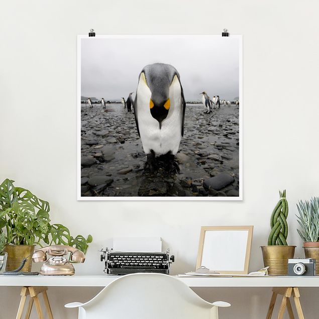 Poster - Pinguin - Quadrat 1:1