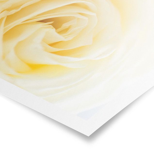 Poster - White Rose - Querformat 2:3