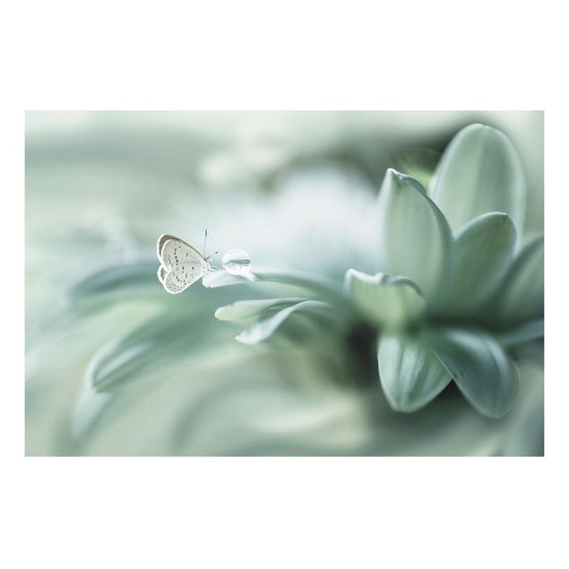 Forex Bilder Schmetterling und Tautropfen in Pastellgrün