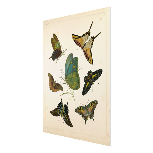 Alu Dibond Bilder Vintage Illustration Exotische Schmetterlinge