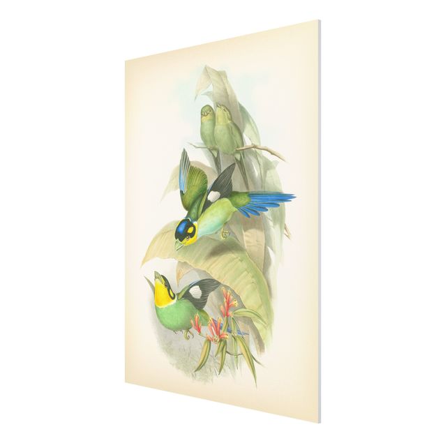Bilder für die Wand Vintage Illustration Tropische Vögel