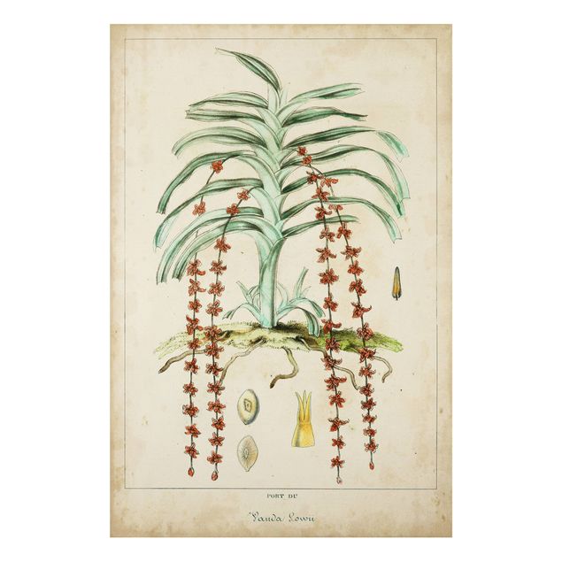 Wandbilder Vintage Lehrtafel Exotische Palmen IV