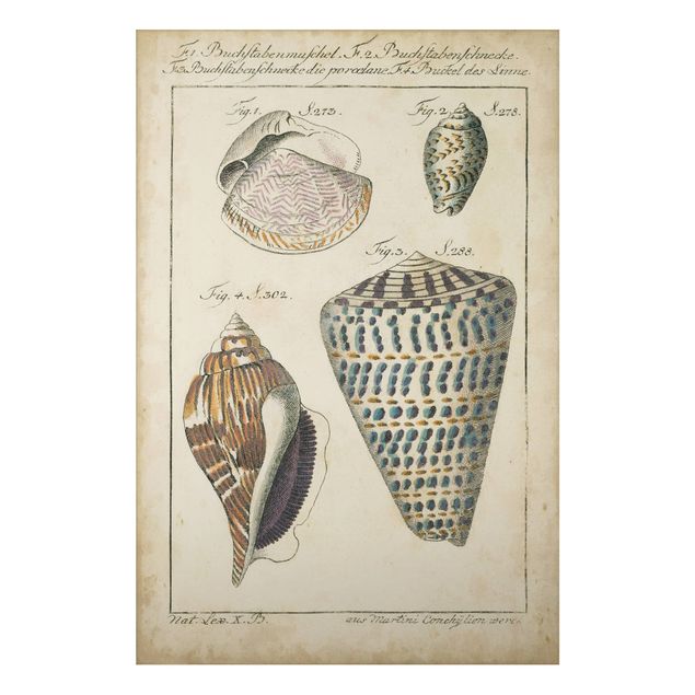 Alu Dibond Bilder Vintage Muschel Zeichnung Bunte Muster