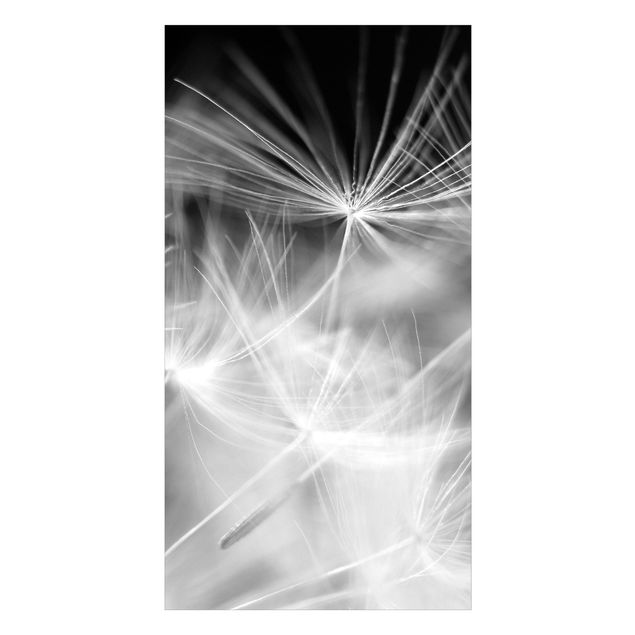 Duschrückwand - Bewegte Pusteblumen Nahaufnahme auf schwarzem Hintergrund