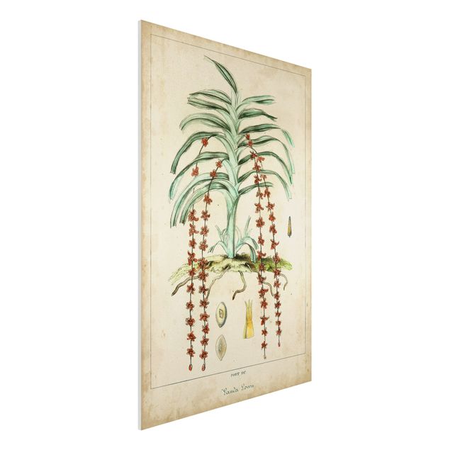 Forex Bilder Vintage Lehrtafel Exotische Palmen IV