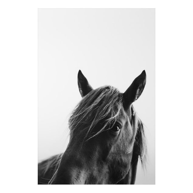 Bilder für die Wand Neugieriges Pferd