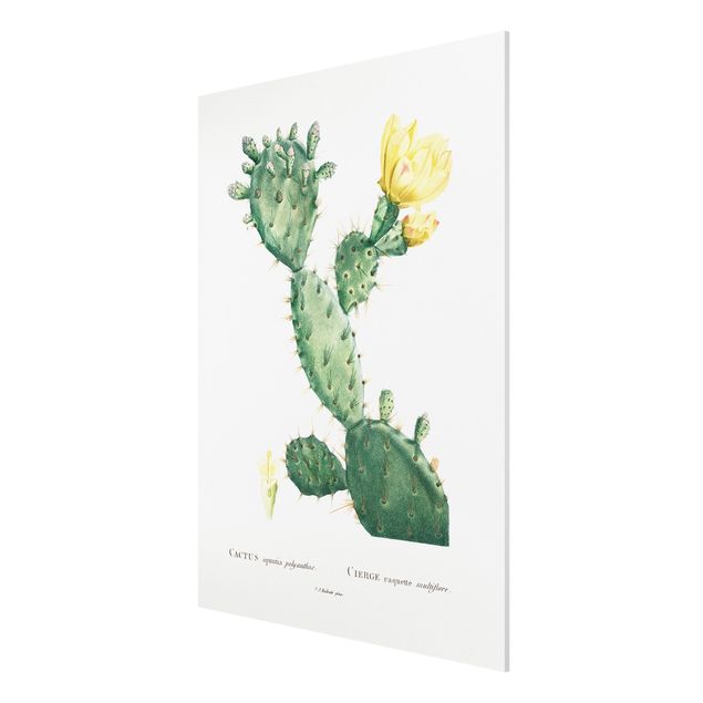 Forex Fine Art Print - Botanik Vintage Illustration Kaktus mit gelber Blüte - Hochformat 4:3