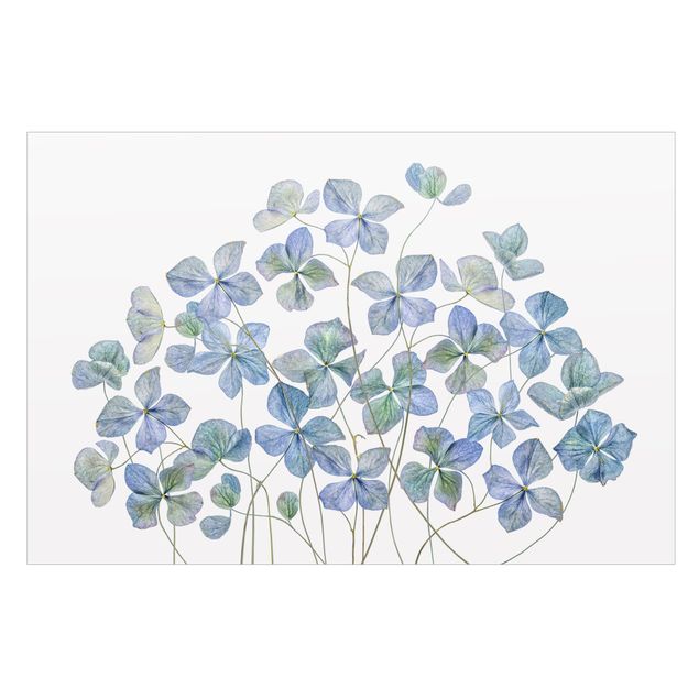 Selbstklebende Fensterbilder Blaue Hortensienblüten