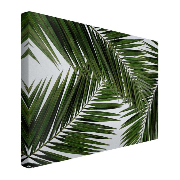 Akustikbild - Blick durch grüne Palmenblätter