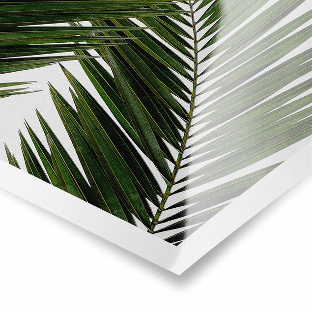 Poster - Blick durch grüne Palmenblätter - Hochformat 2:3