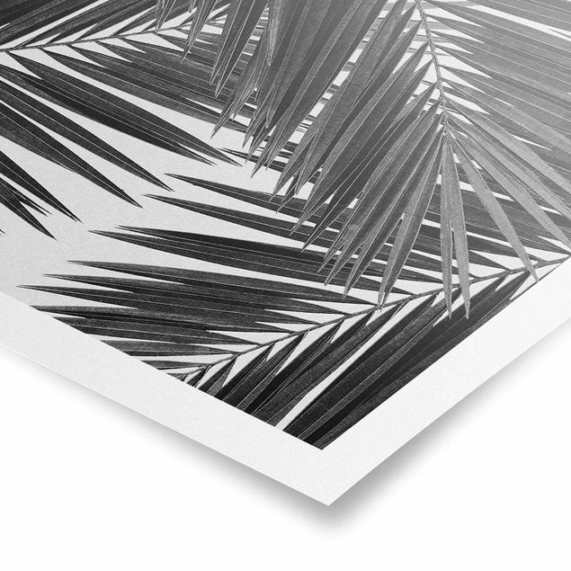 Schöne Wandbilder Blick durch Palmenblätter schwarz weiß